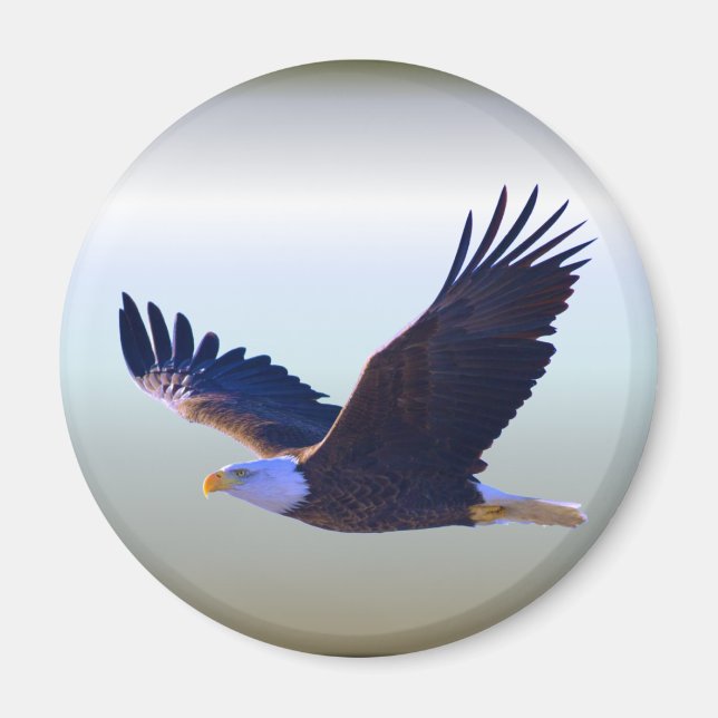 Bald Eagle Flying Magnet (Vorne)