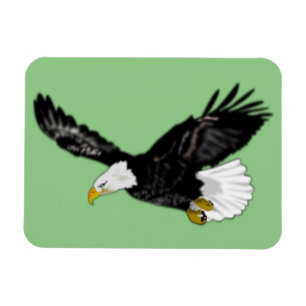 Bald Eagle Flying Magnet Your Colors