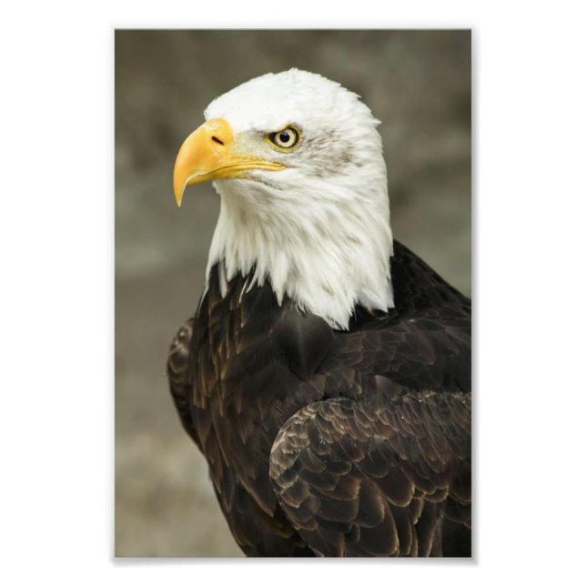 Bald Eagle Foto (Vorne)