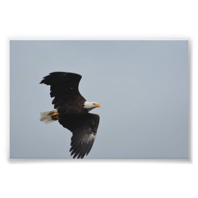 Bald Eagle-Foto Fotodruck (Vorne)