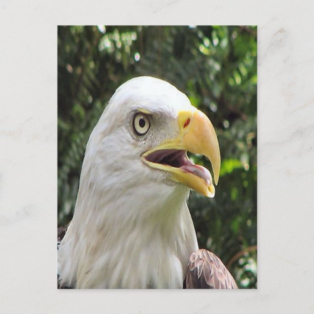 Bald Eagle Foto Postkarte (Vorderseite)