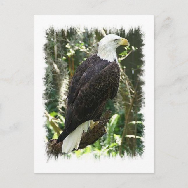 Bald Eagle Foto Postkarte (Vorderseite)