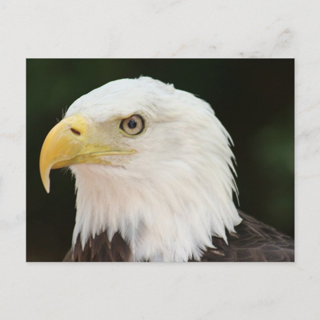Bald Eagle Foto Postkarte (Vorderseite)