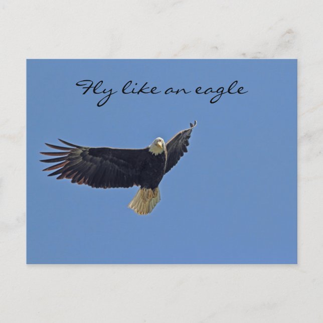 Bald Eagle Foto Postkarte (Vorderseite)