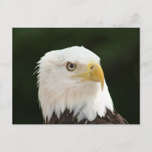 Bald Eagle Foto Postkarte