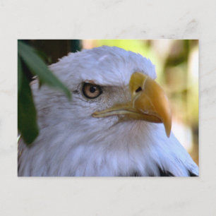 Bald Eagle Foto Postkarte