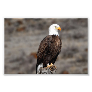 Bald Eagle Foto Print