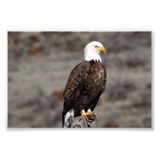 Bald Eagle Foto Print