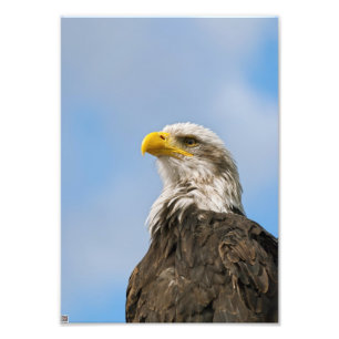 Bald Eagle Fotodruck
