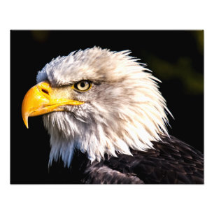 Bald Eagle Fotodruck