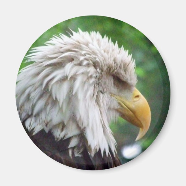 Bald Eagle Fotografie Magnet (Vorne)