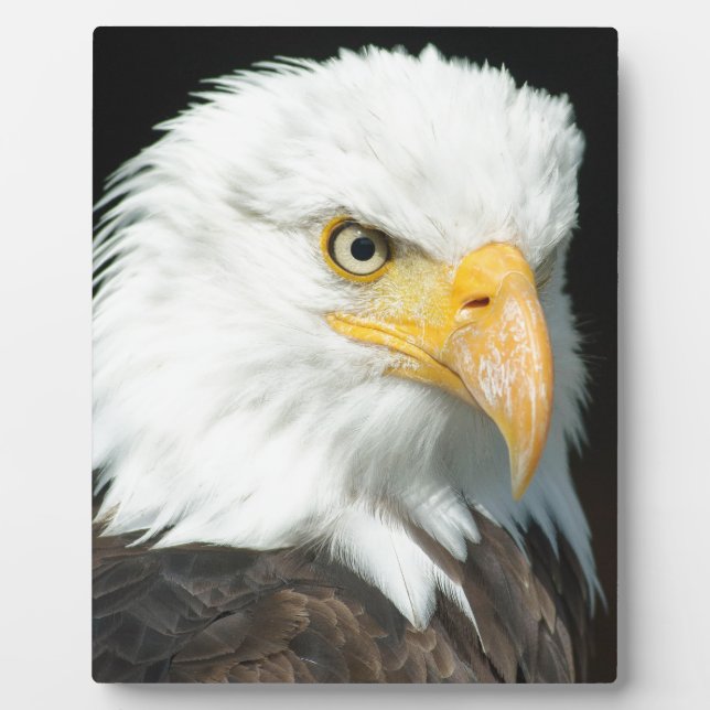 Bald Eagle Fotoplatte (Vorderseite)