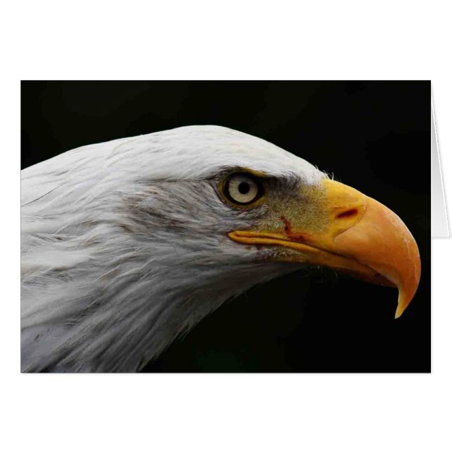 Bald Eagle gccna (Vorderseite (Horizontal))