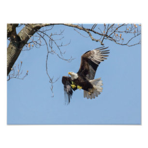 Bald Eagle Gebäude Supplies Fotodruck