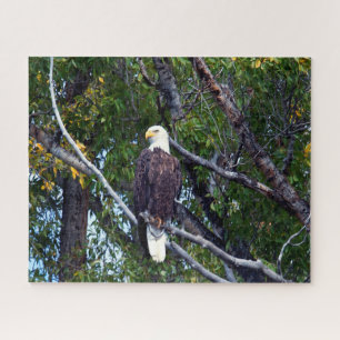 Bald Eagle Grand Teton Nationalpark Wyoming.