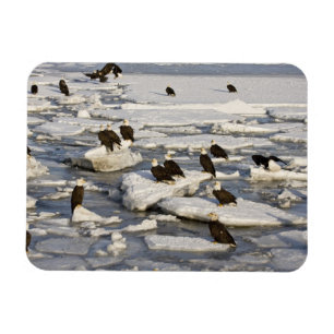 Bald Eagle, Haliäetus leucocephalus, Homer, 2 Magnet