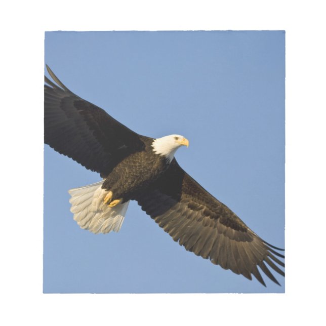 Bald Eagle, Haliäetus leucocephalus, Homer, 4 Notizblock (Vorderseite)