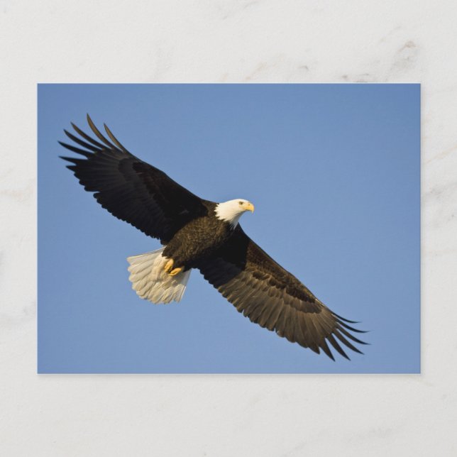 Bald Eagle, Haliäetus leucocephalus, Homer, 4 Postkarte (Vorderseite)