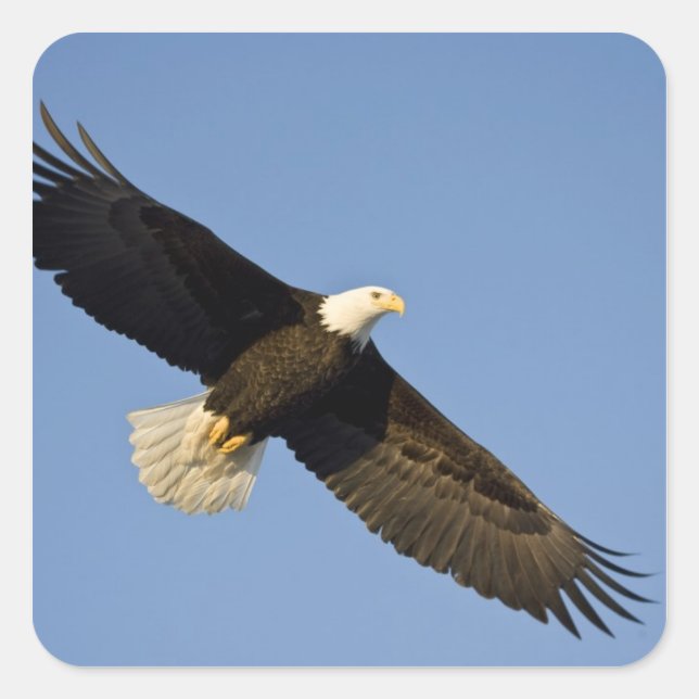 Bald Eagle, Haliäetus leucocephalus, Homer, 4 Quadratischer Aufkleber (Vorderseite)