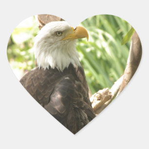Bald Eagle Herz-Aufkleber