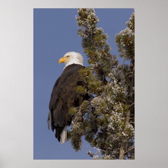 Bald Eagle im Pine Yellowstone Nationalpark Poster (Vorne)