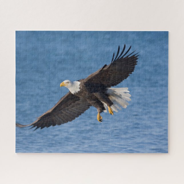 Bald eagle in flight (Horizontal)