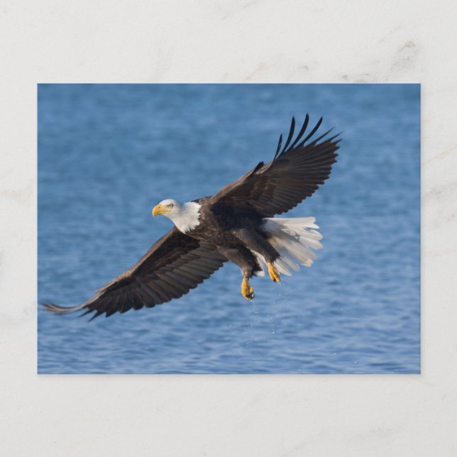Bald eagle in flight postkarte (Vorderseite)