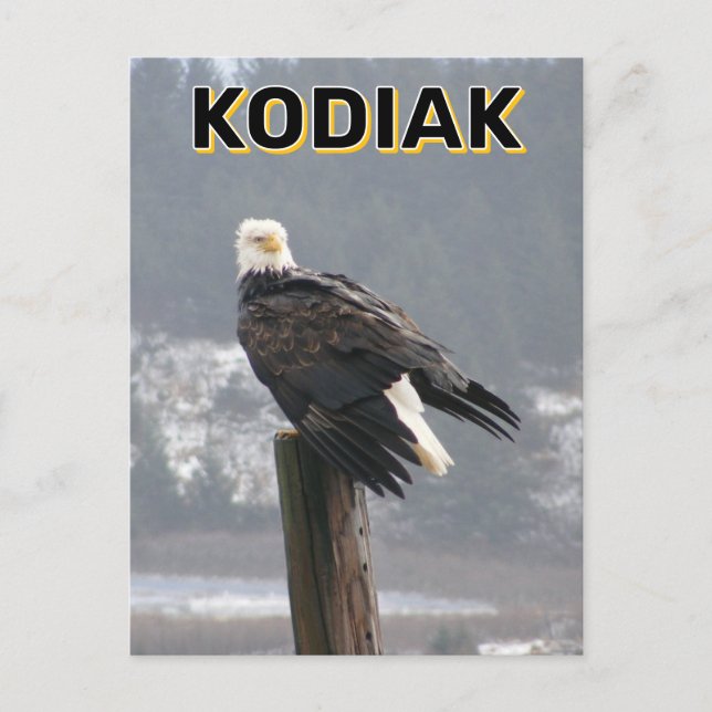 Bald Eagle in Kodiak, Alaska Postkarte (Vorderseite)