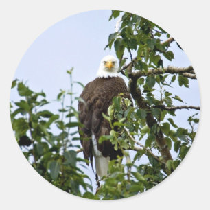 Bald Eagle in Tree Runder Aufkleber