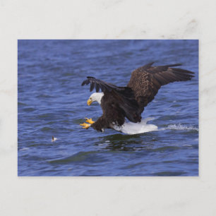 Bald Eagle IV Postkarte