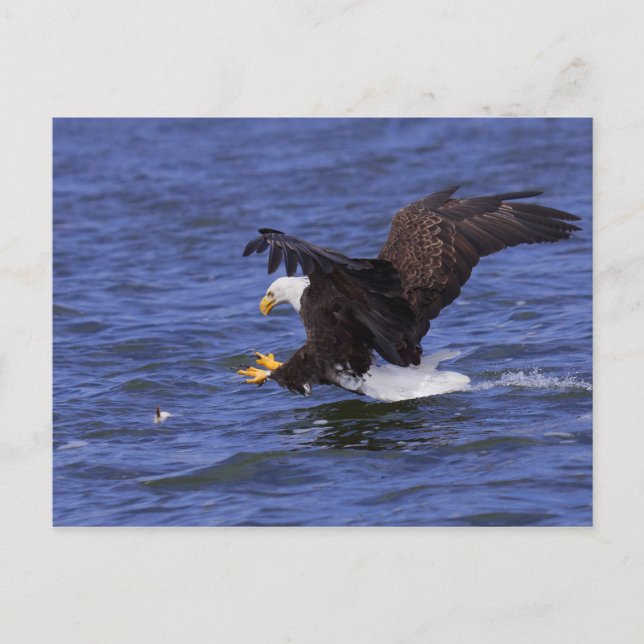 Bald Eagle IV Postkarte (Vorderseite)