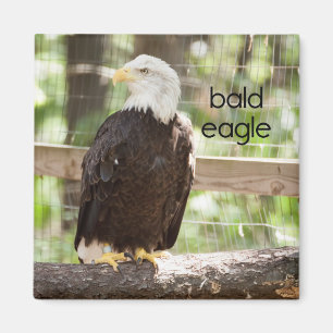Bald Eagle Kühlschrank Magnet