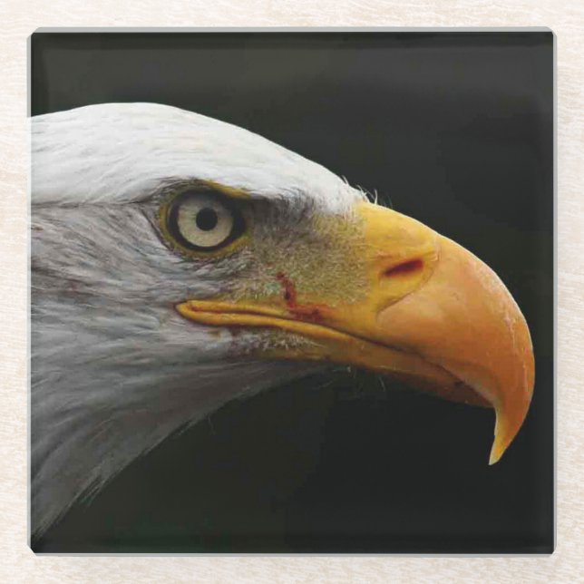 Bald Eagle Küstenercnm Glasuntersetzer (Vorderseite)