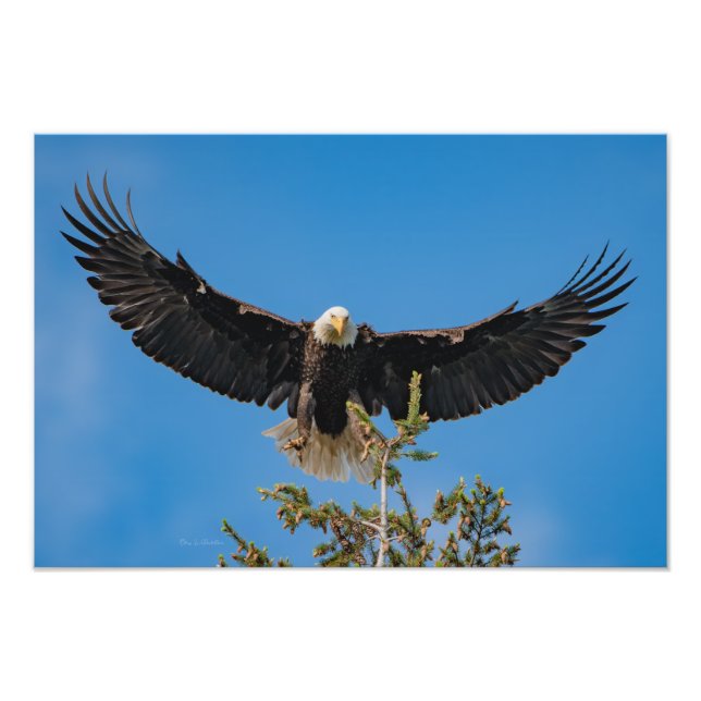 Bald Eagle Landing Fotodruck (Vorne)