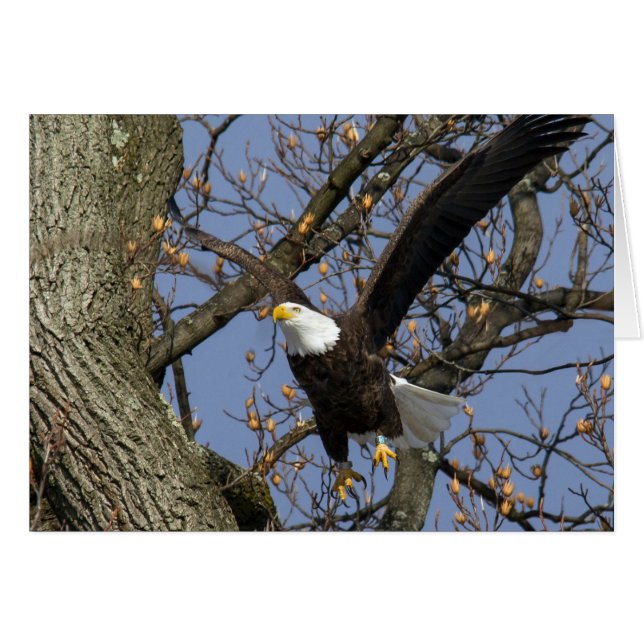 Bald Eagle Leap (Vorderseite (Horizontal))