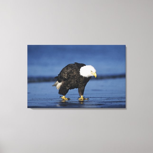 Bald Eagle Leinwanddruck (Vorderseite)