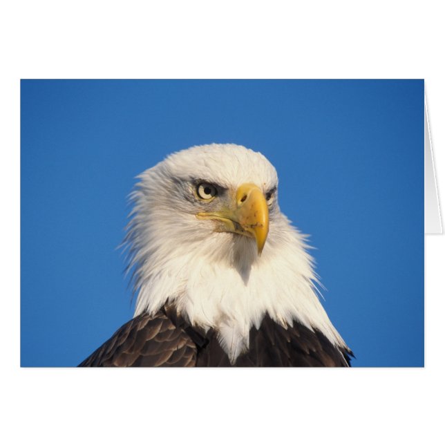 Bald Eagle Look (Vorderseite (Horizontal))