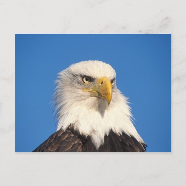 Bald Eagle Look Postkarte (Vorderseite)