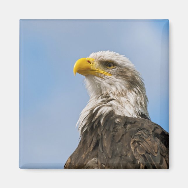Bald Eagle Magnet (Vorne)