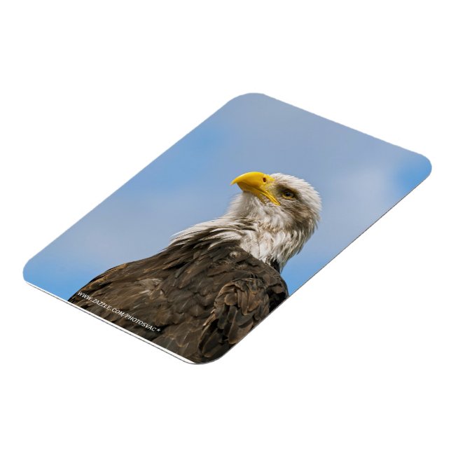 Bald Eagle Magnet (Linke Seite)