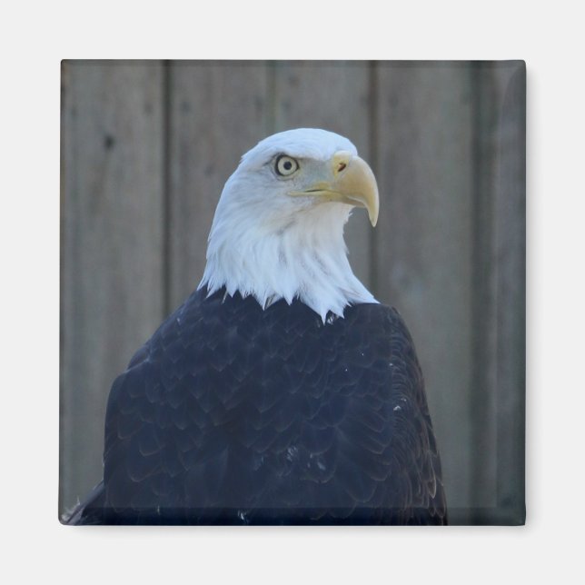 Bald Eagle Magnet (Vorne)