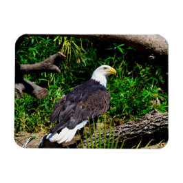 Bald Eagle - Magnet