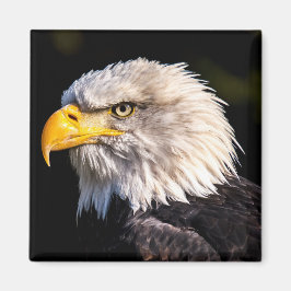 Bald Eagle Magnet