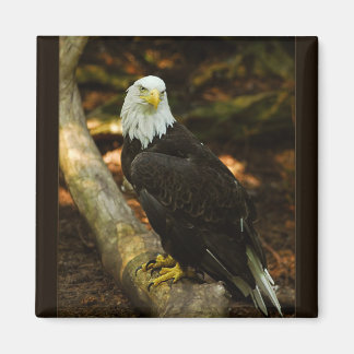 Bald-Eagle-Magnet Magnet