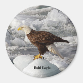 Bald-Eagle-Magnet Magnet
