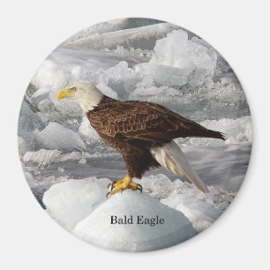 Bald-Eagle-Magnet Magnet