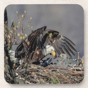 Bald Eagle mit ihrem Baby Getränkeuntersetzer