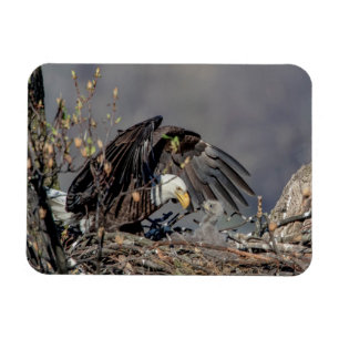 Bald Eagle mit ihrem Baby Magnet