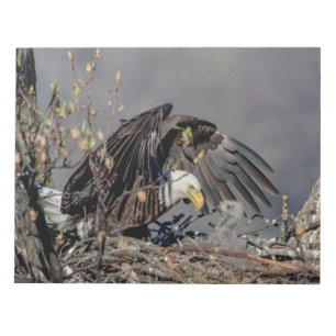 Bald Eagle mit ihrem Baby Notizblock