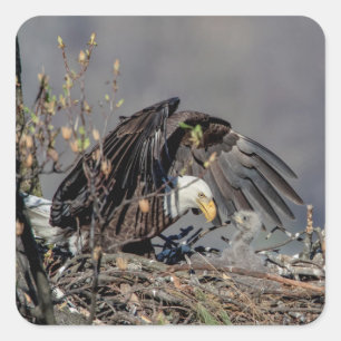 Bald Eagle mit ihrem Baby Quadratischer Aufkleber